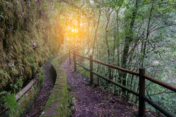 Landscape with   forest vegetation in natural parc Los Tiles, La Palma island, Spain