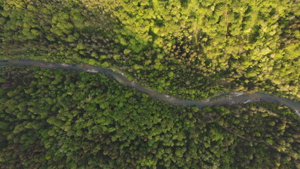 RIver in the forest