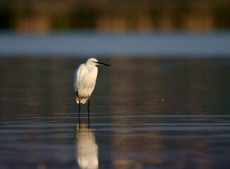 Great egret white bird
