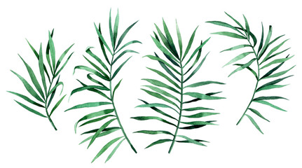 watercolor drawing. set of tropical palm leaves. rain forest green leaves isolated on white background