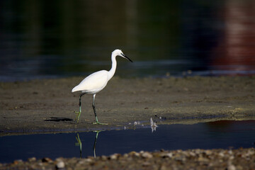 Great egret white bird
