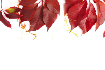 Autumn background, flat layout of red autumn grape leaves, top view isolated on a white background.