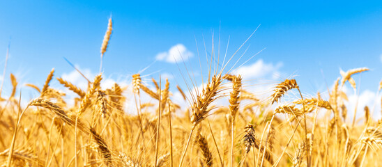 Gold wheat field and blue sky. Crops field. Selective focus © Sasha