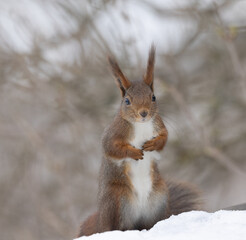 Red squirrel in the snow