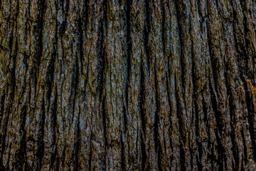 Obraz premium bark of a tree close up