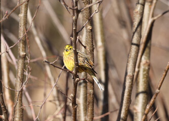 Yellowhammer on a branch