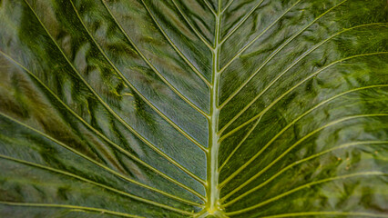 green leaf background close up