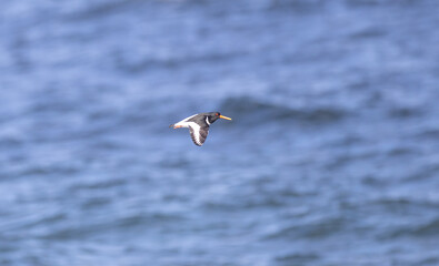 Fototapeta na wymiar Eurasian oystercatcher flying