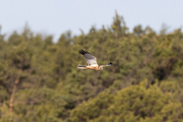 Marsh harrier flying