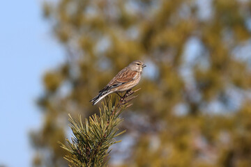 Common linnet in a pine tree