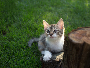 little cute striped kitten sits on the grass near the stump, looks up. curious pet is exploring the world. Day of the cat. Entertainment for kittens