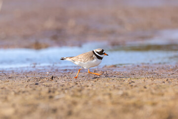 Common ringed plover running on the beach