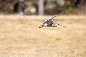 Whimbrel flying over brown grass