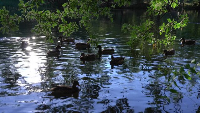 Patos nadando en el lago del bosque Finland&eacute;s de Rascafr&iacute;a, Madrid, Espa&ntilde;a.