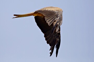 Greifvogel im Flug
