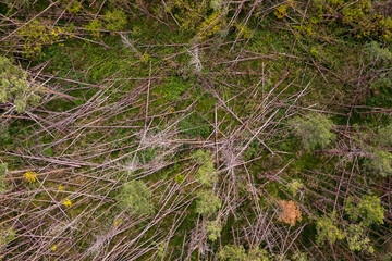 Aerial view of forest dieback due to drought and storms in the German mixed forest