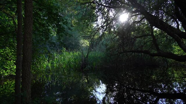 La profundidad salvaje de un bosque de vegetaci&oacute;n con un r&iacute;o.