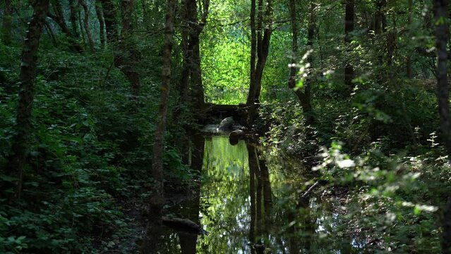 La profundidad salvaje de un bosque de vegetaci&oacute;n con un r&iacute;o.