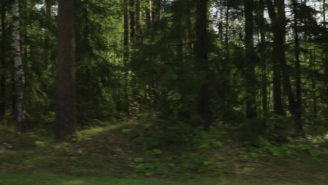 Side view driving plate through pine forest late summer