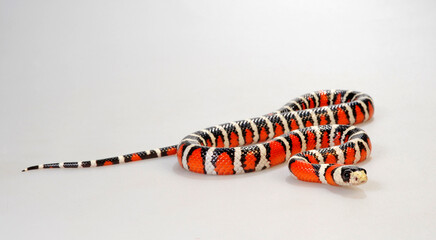Utah-Bergkönigsnatter // Utah Mountain Kingsnake (Lampropeltis pyromelana infralabialis)