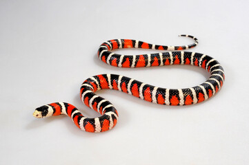 Utah-Bergkönigsnatter // Utah Mountain Kingsnake (Lampropeltis pyromelana infralabialis)