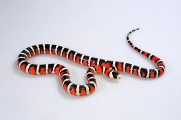 Utah-Bergkönigsnatter // Utah Mountain Kingsnake (Lampropeltis pyromelana infralabialis)