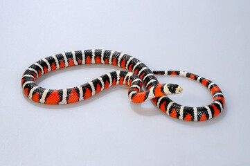 Utah Mountain Kingsnake // Utah-Bergkönigsnatter (Lampropeltis pyromelana infralabialis)