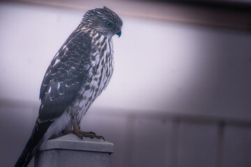 hawk on a fence