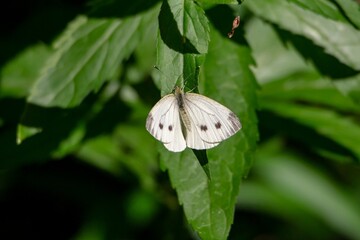 Cabbage butterfly (Pieris brassicae) butterfly on green leaf