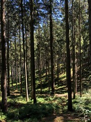 sunlight in the pine forest