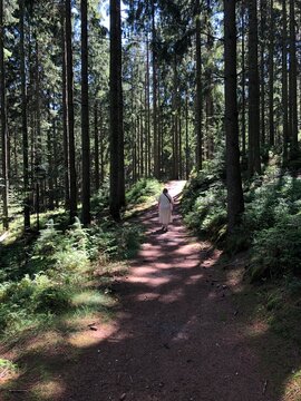 woman walking in the sunlight on the path in the pine forest