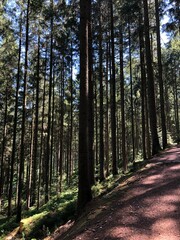 path in the woods