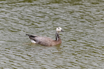 Canada goose, juvenile bird swimming on the lake 
