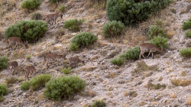 Venados pastando en un monte de Madrid, Espa&ntilde;a.