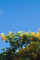 Yellow Flowers and Blue Sky.