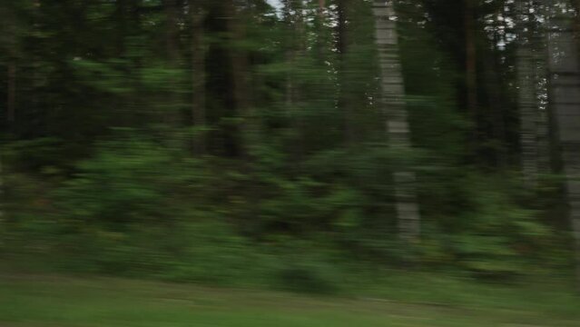 Side view driving plate through pine forest late summer