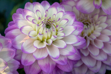 Delicate blooming white-pink dahlias on a natural background. Floriculture, landscape design.