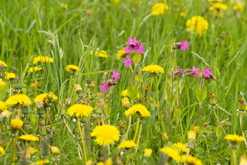 Flowering Red campions in the middle of Common dandelions on a spring day in Estonia, Northern Europe. 
