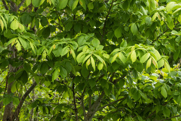 Fototapeta na wymiar Fresh leaves of a Wych elm, Ulmus glabra on a late spring day in a boreal forest in Estonia
