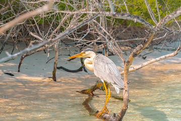 gray heron on the shores of the Indian ocean in the Maldives