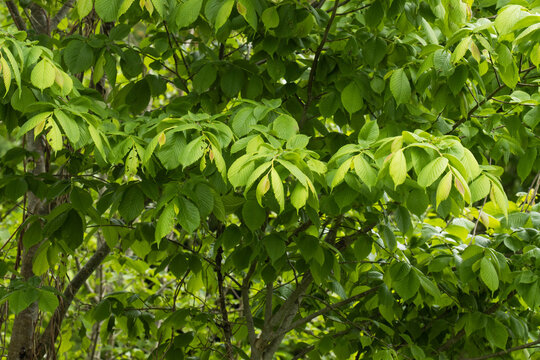 Fresh leaves of a Wych elm, Ulmus glabra on a late spring day in a boreal forest in Estonia