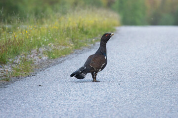 A lonely Western capercaillie, Tetrao urogallus walking on an asphalt road on a summer morning in Northern Finland