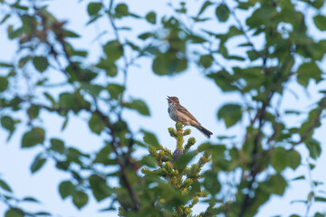 Northern bird, Little bunting perched and singing on a summer morning in Finland