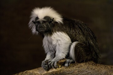 Saguinus oedipus