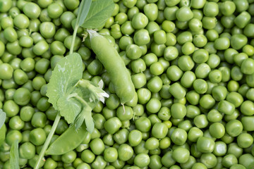 Fototapeta na wymiar fresh peas