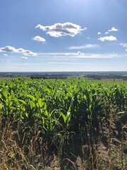 landscape with corn field and sky and clouds