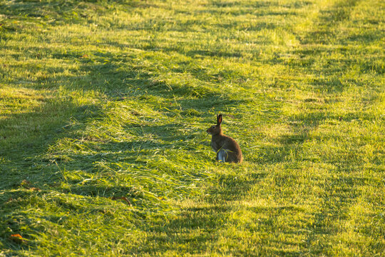 A Lonely Mountain Hare, Lepus Timidus On A Field With Freshly Cut Hay. Shot On A Summer Morning In Finland