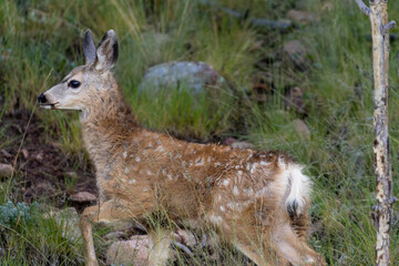 Mule Deer Fawn