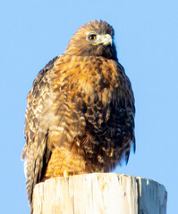 Red-tail Hawk