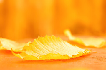 Fallen yellow leaf lying on a wooden board outdoors during the day from a low angle. With copy space